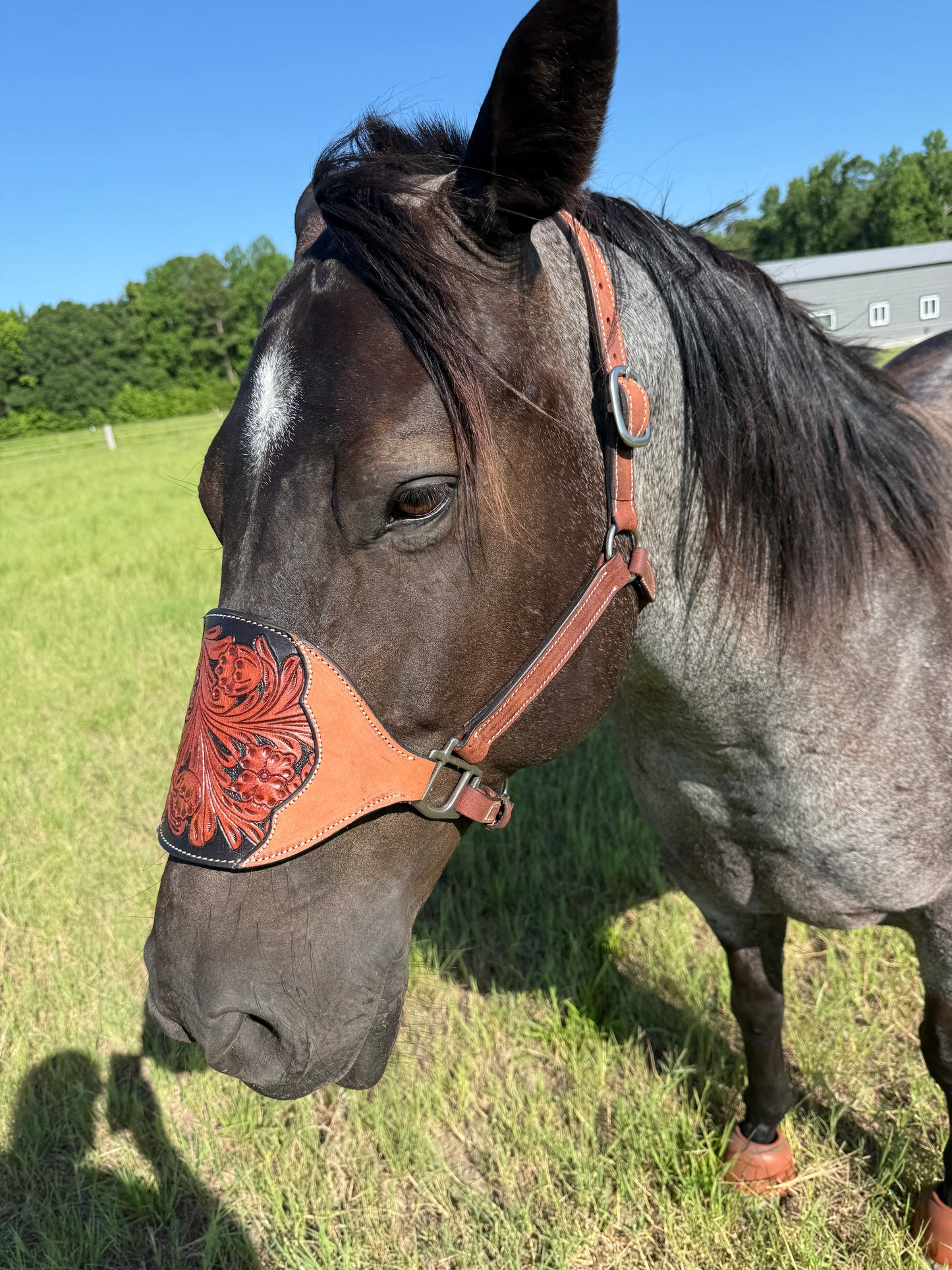 Cowboy Mafia Brown Tooled Leather Bronc Halter | Western Horse Tack