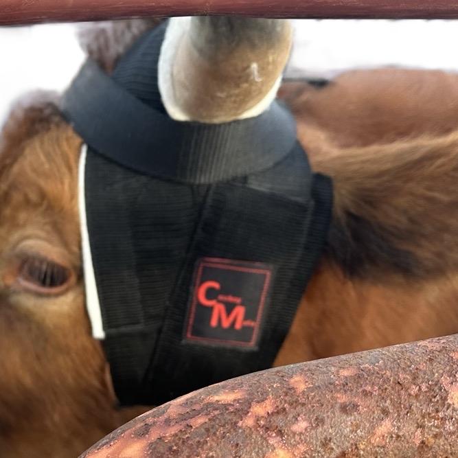 Cowboy Mafia Steer Horn Wrap